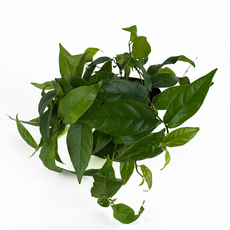 Фикус стреловидный (Ficus Sagittata)