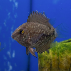 Уару чернопятнистый SM (Uaru amphiacanthoides)