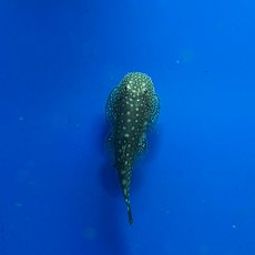 Гастромизон ктеноцефалус (Gastromyzon ctenocephalus)