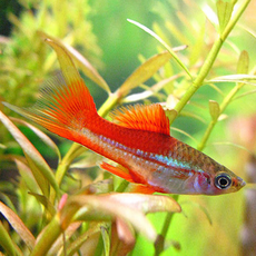 Меченосец ананасовый (Xiphophorus helleri sp.)