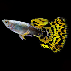 Гуппи Леопард (самка) (Poecilia reticulata)
