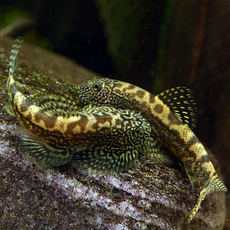 Севеллия вьетнамская (Sewellia breviventralis)