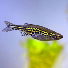 Данио Золотые колечки (Brachydanio tinwinii)