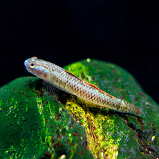 Бычок радужный (Stiphodon ornatus)