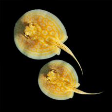 Скат моторо альбинос (самка) (Potamotrygon motoro)