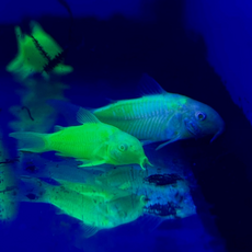 Сом Коридорас GLO зеленый (Corydoras aeneus)
