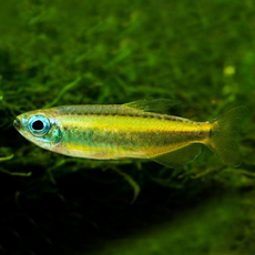 Конго голубоглазый (Phenacogrammus Aurantiacus)
