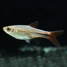 Расбора лакримула (Rasbora lacrimula)
