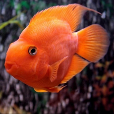 Попугай Юань Бао красный L (CICHLASOMA CITRINELLUMхC. SEVERUM RED YUAN BAO )