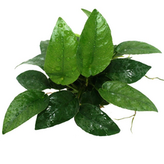 Анубиас Шорт энд Шарп (в горшке) (Anubias species "Short & Sharp")