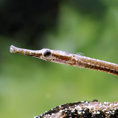 Рыба-игла (Microphis brachyurus)