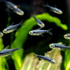 Неон черный бриллиантовый (Hyphessobrycon herbertaxelrodi)