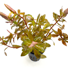 Незея трифлора (в горшке) (Nesaea Triflora)