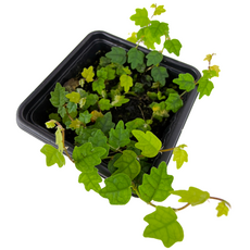 Фикус дуболистный (pumila quercifolia) СВ