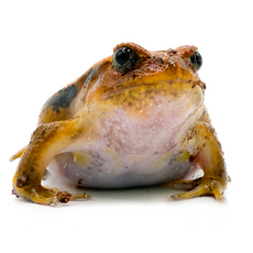 Лягушка-помидор S