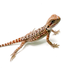 Агама бородатая hypo Leatherback S