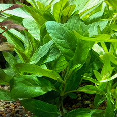 Стаурогин Бихар (с грузом) (Staurogyne sp. Bihar)