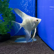 Скалярия белый жемчуг S (Pterophyllum scalare)