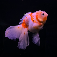 Золотая рыбка Оранда роза хвост L (Carassius auratus var.)