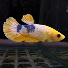 Петушок плакат аватар (самец) (Betta splendens var.Plakat)