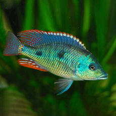Отофарингс тетрастигма (пара) (Otopharynx tetrastigma)