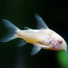 Сом коридорас золотистый альбинос (Corydoras aeneus)