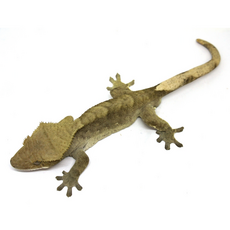 Геккон новокаледонский реснитчатый (бананоед) M, самка