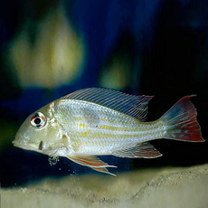 Геофагус проксимус (Geophagus proximus)