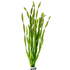 Валлиснерия контортионист (шт) (Vallisneria contortionist)