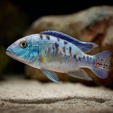 Хаплохромис ростратус (Fossorochromis rostratus)