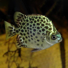 Скатофагус зеленый (Scatophagus argus)