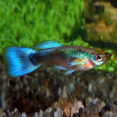Гуппи Бирюзовые (самки) (Poecillia reticulata)