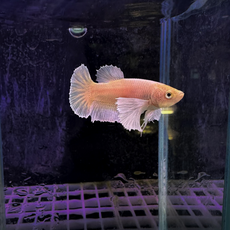 Петушок плакат халфмун Дамбо платиновый (самка) (Betta splendens Plakat)