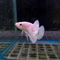 Петушок плакат халфмун Дамбо платиновый (самец) (Betta splendens Plakat)