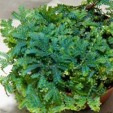Селагинелла Унцината (меристема) (Selaginella Uncinatai)