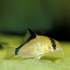 Сом коридорас Мета (Corydoras metae)