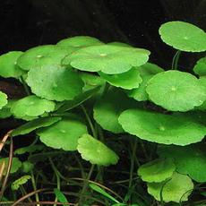 Щитолистник мутовчатый (Hydrocotyle verticillata)
