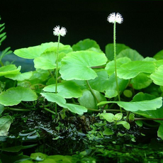 Щитолистник белоголовый (Hydrocotyle leucocephala)