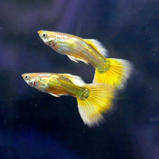 Гуппи Золотые 24 карата (самцы) (Poecillia reticulata)