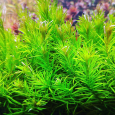 Ротала наньеншан (в горшке) (Rotala nanjenshan)