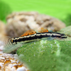 Бычок, Стифодон ареофускус (Stiphodon aureofuscus)