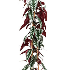 Циссус (Cissus Discolor)