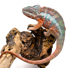 Хамелеон пантеровый самец, XL