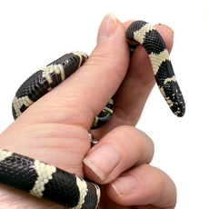 Королевская змея, californiae Banded