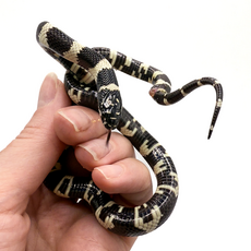 Змея королевская californiae banded L