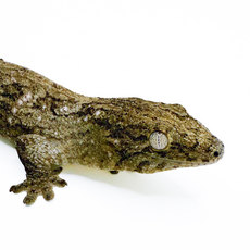 Геккон новокаледонский гигантский бананоед Хенкеля, L