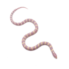 Королевская змея, californiae Albino Banded