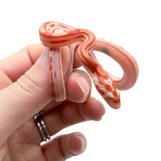 Полоз маисовый, Amel Motley Stripe