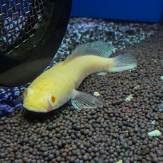 Змееголов стриата альбинос (Channa striata)