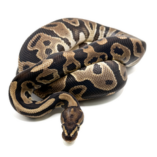 Королевский питон (Leopard het Clown)